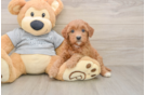 Sweet Mini Goldendoodle Baby