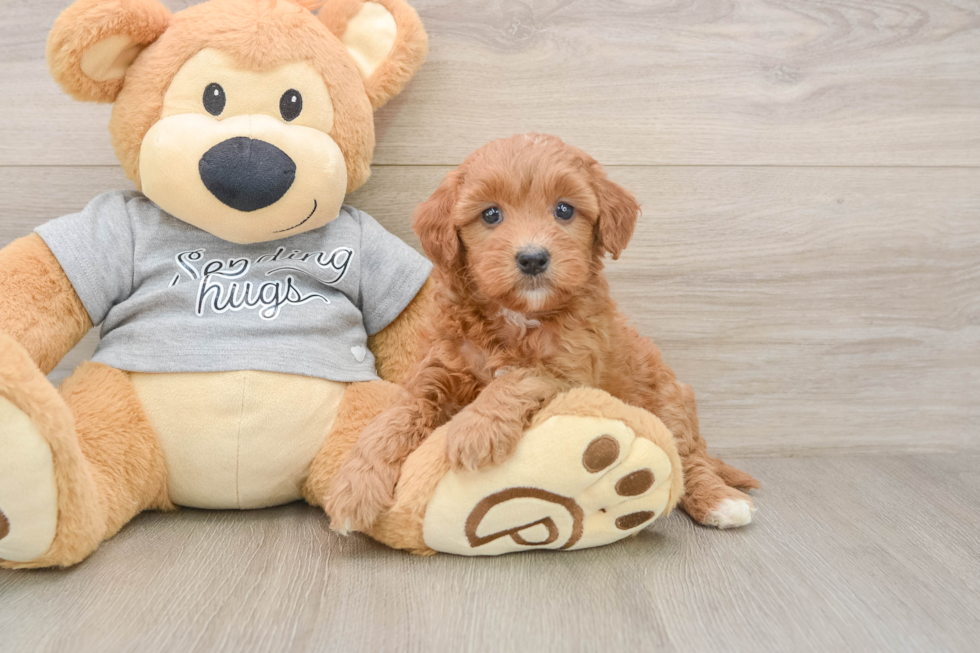 Sweet Mini Goldendoodle Baby
