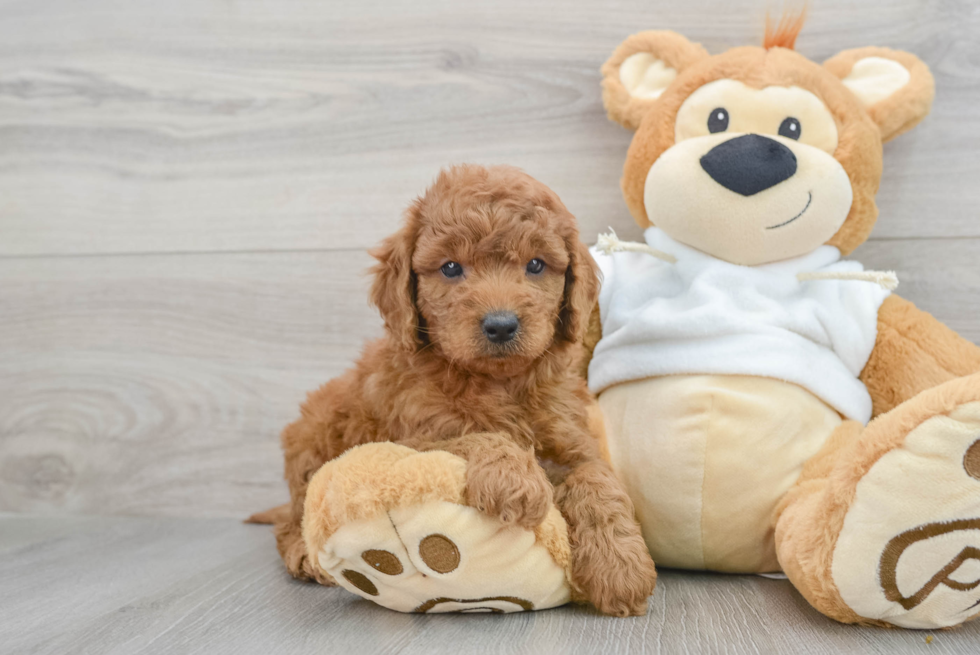 Mini Goldendoodle Pup Being Cute