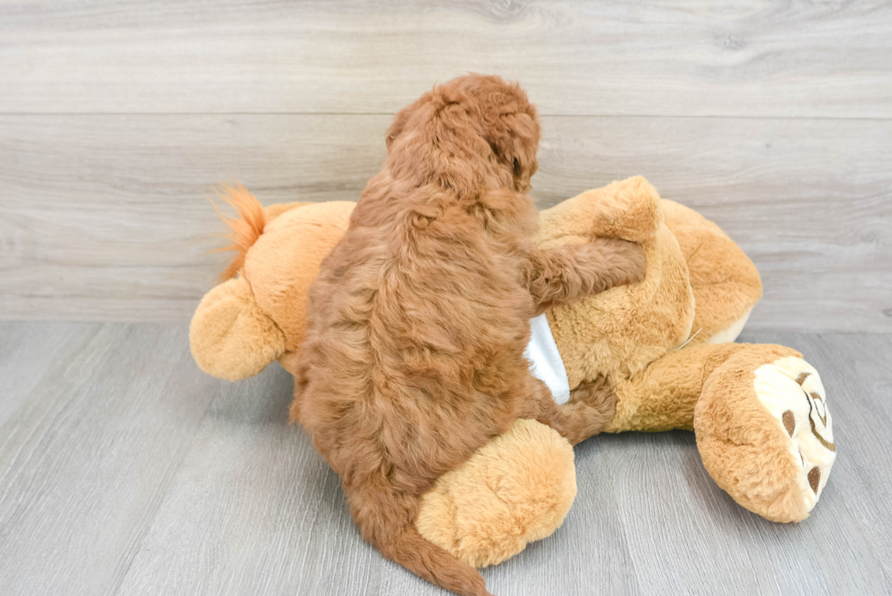 Best Mini Goldendoodle Baby