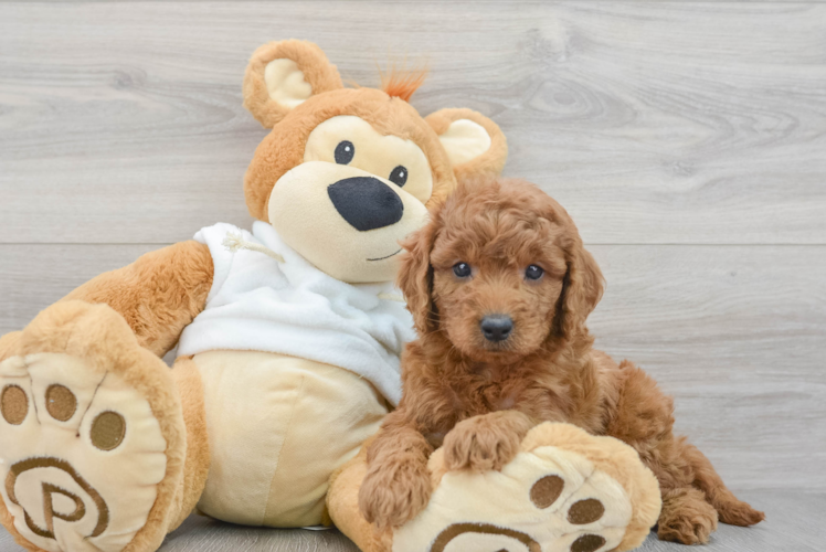 Cute Mini Goldendoodle Baby