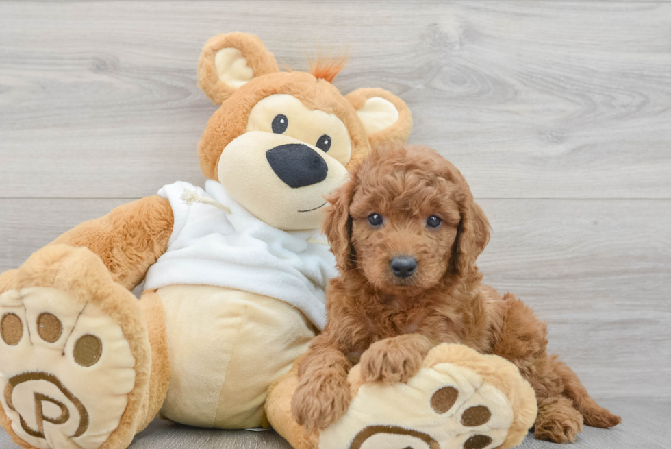 Cute Mini Goldendoodle Baby
