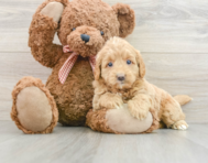 7 week old Mini Goldendoodle Puppy For Sale - Florida Fur Babies