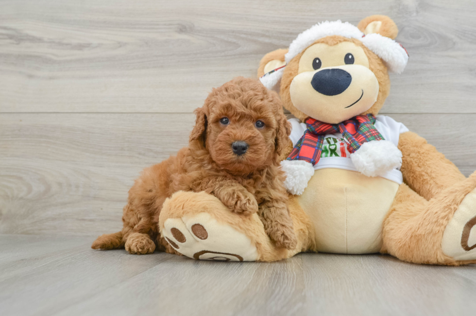 5 week old Mini Goldendoodle Puppy For Sale - Florida Fur Babies