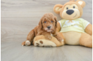 Mini Goldendoodle Pup Being Cute
