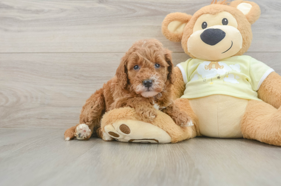 5 week old Mini Goldendoodle Puppy For Sale - Florida Fur Babies