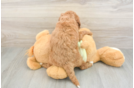 Best Mini Goldendoodle Baby