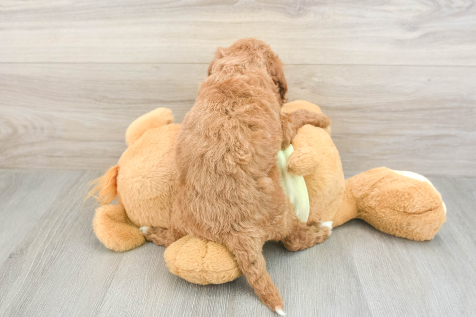 Best Mini Goldendoodle Baby
