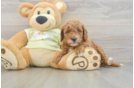 Popular Mini Goldendoodle Poodle Mix Pup
