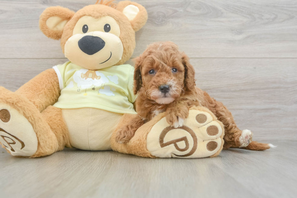 Popular Mini Goldendoodle Poodle Mix Pup