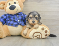 7 week old Mini Goldendoodle Puppy For Sale - Florida Fur Babies