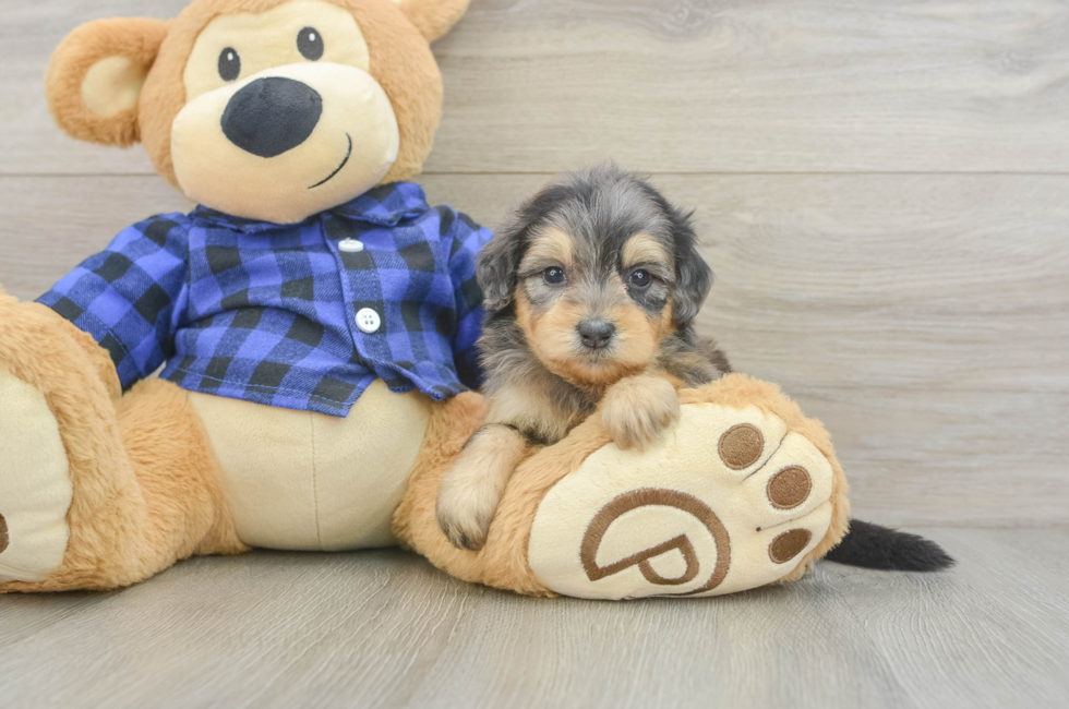 5 week old Mini Goldendoodle Puppy For Sale - Florida Fur Babies