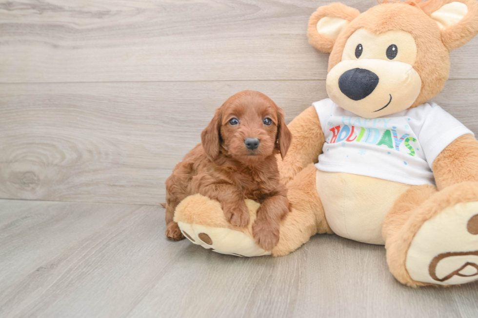 Petite Mini Goldendoodle Poodle Mix Pup