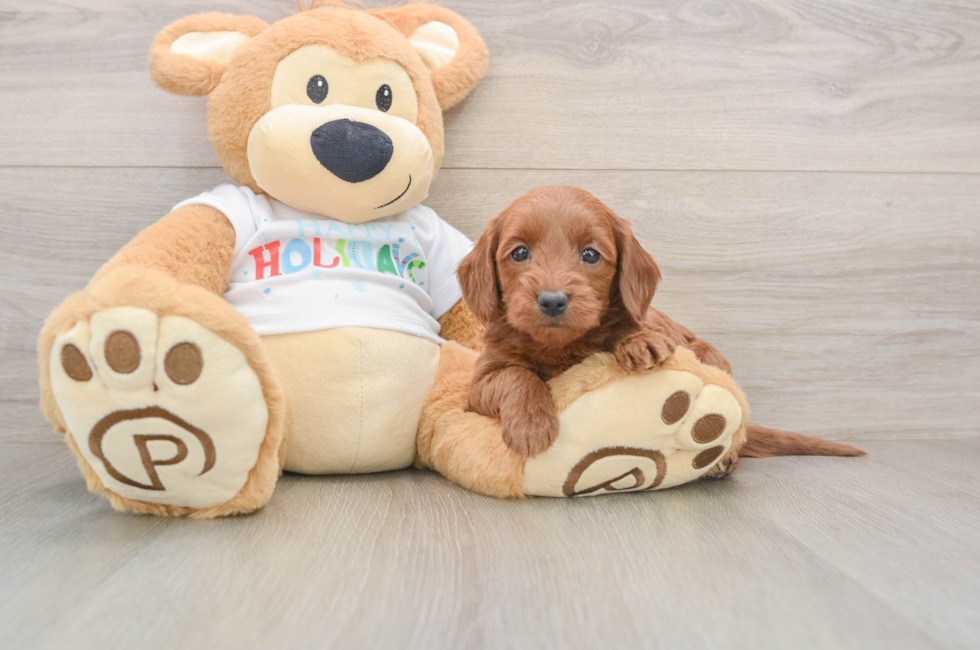 5 week old Mini Goldendoodle Puppy For Sale - Florida Fur Babies