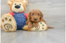 Mini Goldendoodle Pup Being Cute