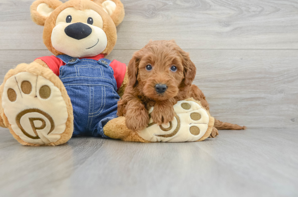 5 week old Mini Goldendoodle Puppy For Sale - Florida Fur Babies