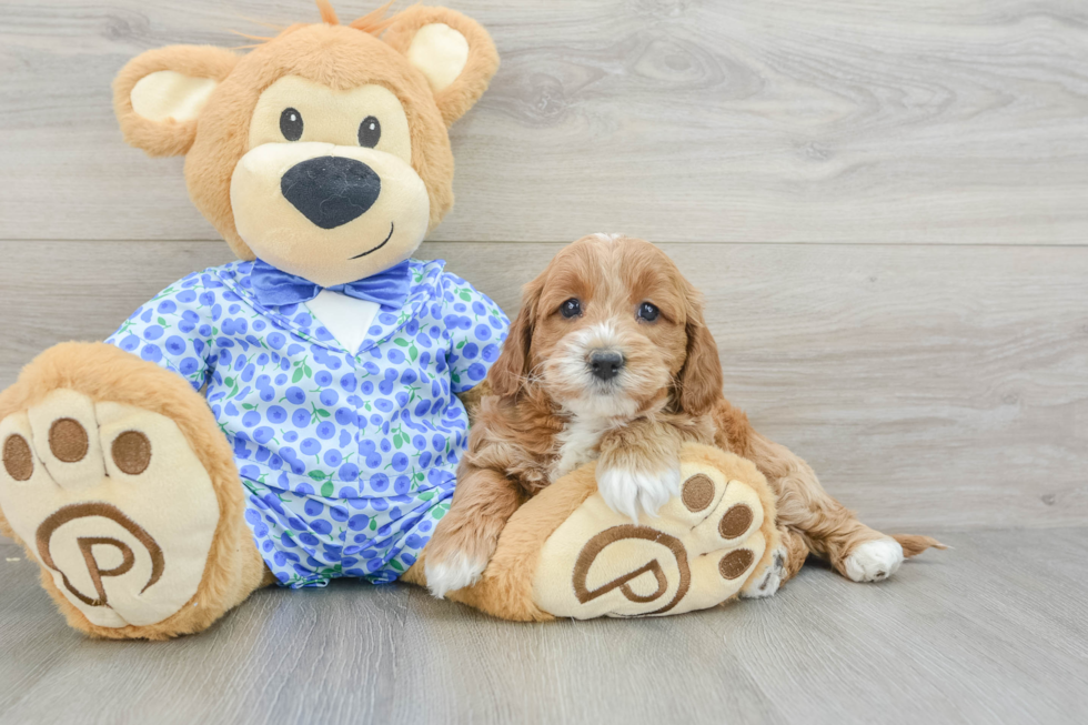 Best Mini Goldendoodle Baby