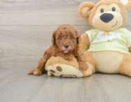 7 week old Mini Goldendoodle Puppy For Sale - Florida Fur Babies