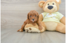 Funny Mini Goldendoodle Poodle Mix Pup