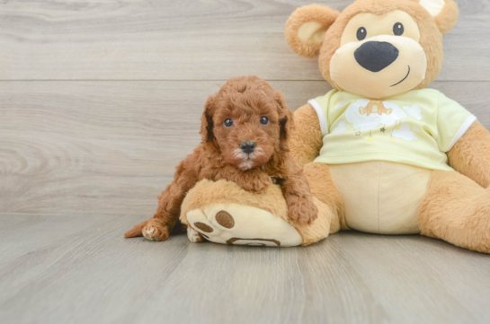 Funny Mini Goldendoodle Poodle Mix Pup