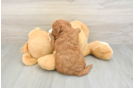 Cute Mini Goldendoodle Baby