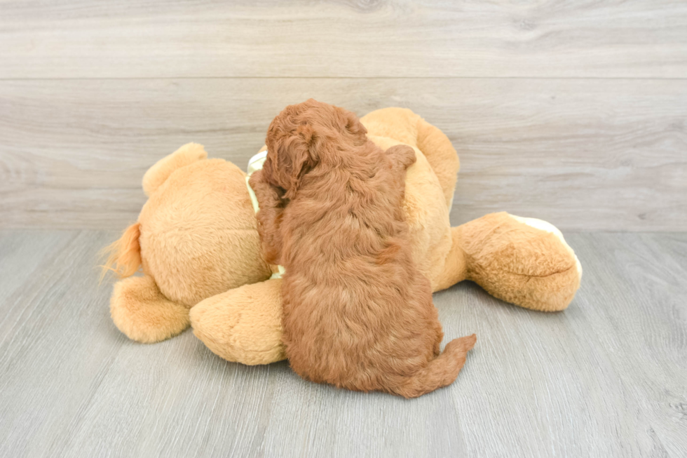 Cute Mini Goldendoodle Baby