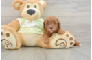 Cute Mini Goldendoodle Baby