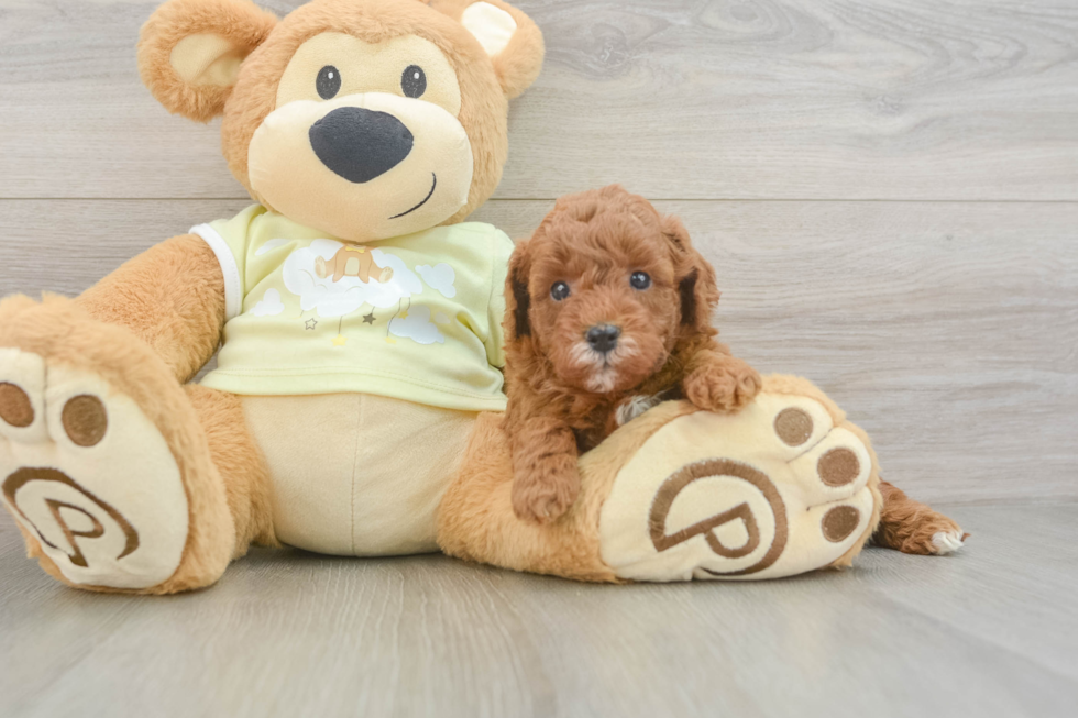 Cute Mini Goldendoodle Baby