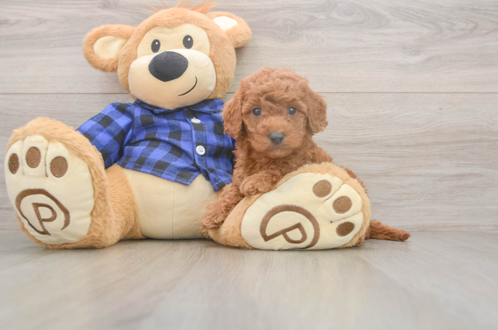 5 week old Mini Goldendoodle Puppy For Sale - Florida Fur Babies