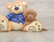 7 week old Mini Goldendoodle Puppy For Sale - Florida Fur Babies 7 week old Mini Goldendoodle Puppy For Sale - Florida Fur Babies