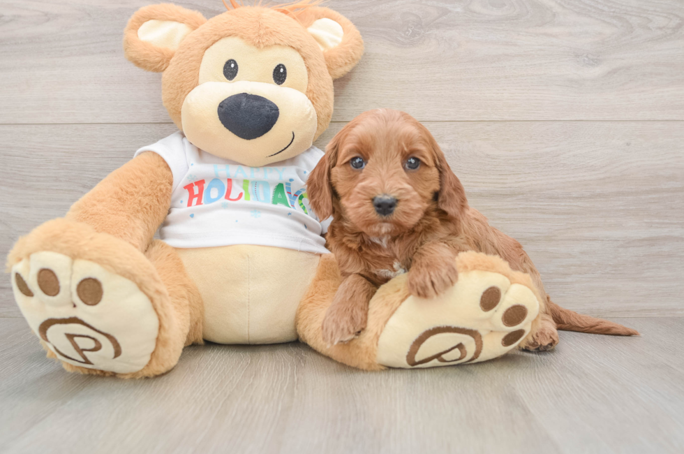 5 week old Mini Goldendoodle Puppy For Sale - Florida Fur Babies