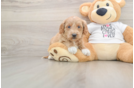 Sweet Mini Goldendoodle Baby