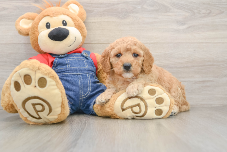 Energetic Golden Doodle Poodle Mix Puppy