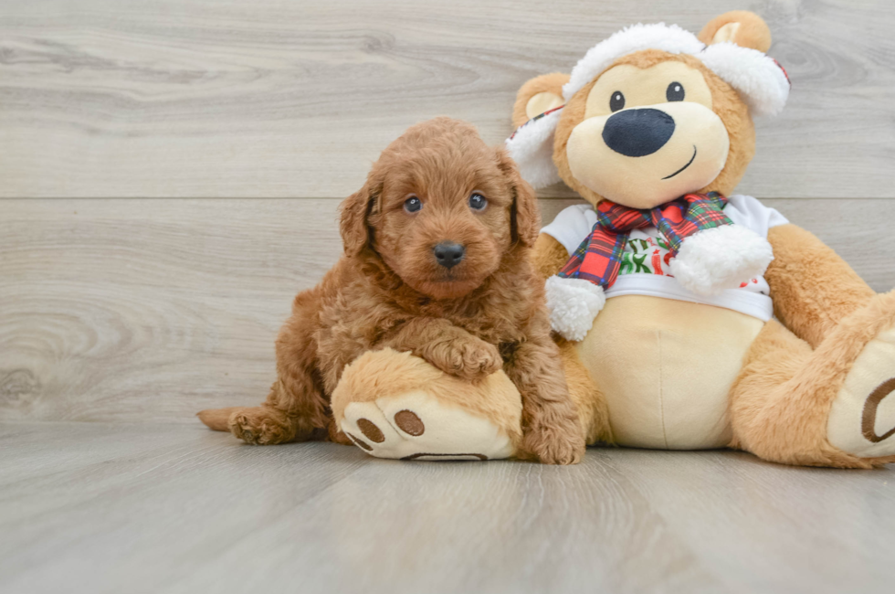 5 week old Mini Goldendoodle Puppy For Sale - Florida Fur Babies