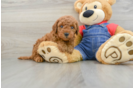 Friendly Mini Goldendoodle Baby