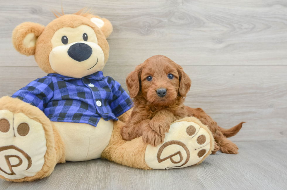 5 week old Mini Goldendoodle Puppy For Sale - Florida Fur Babies