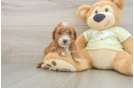 Mini Goldendoodle Pup Being Cute