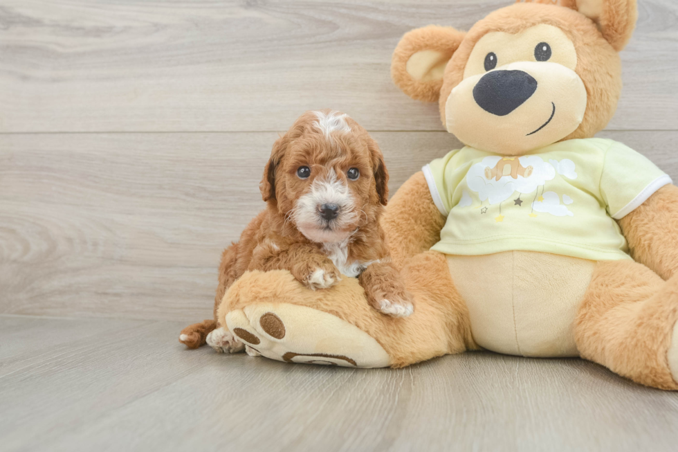 Mini Goldendoodle Pup Being Cute