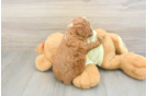 Mini Goldendoodle Puppy for Adoption