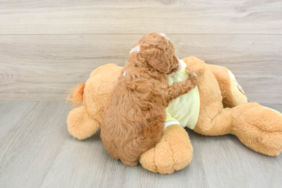 Mini Goldendoodle Puppy for Adoption