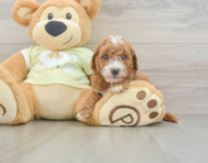 7 week old Mini Goldendoodle Puppy For Sale - Florida Fur Babies