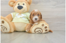 Mini Goldendoodle Puppy for Adoption