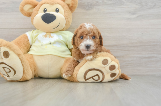 Mini Goldendoodle Puppy for Adoption
