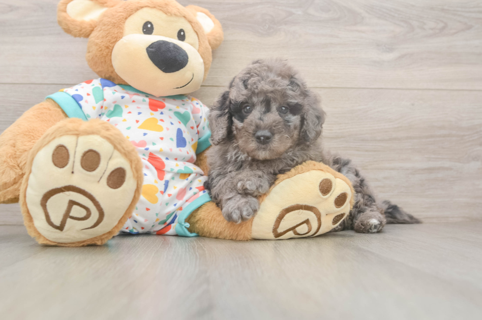 6 week old Mini Goldendoodle Puppy For Sale - Florida Fur Babies