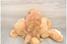 Popular Mini Goldendoodle Poodle Mix Pup