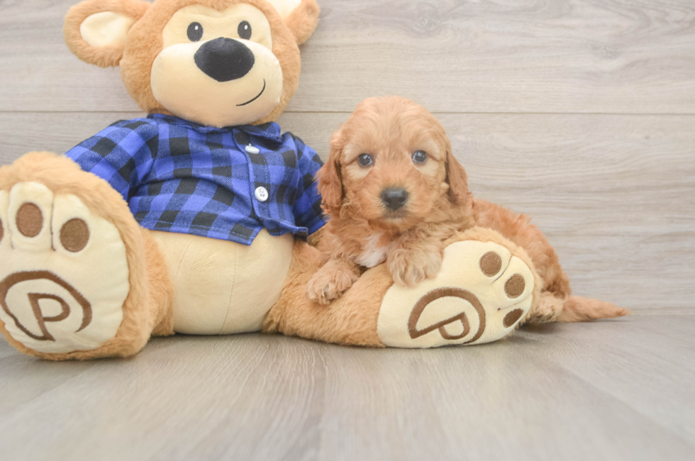5 week old Mini Goldendoodle Puppy For Sale - Florida Fur Babies