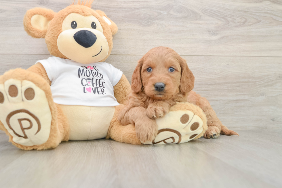 Mini Goldendoodle Pup Being Cute