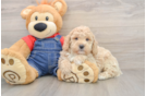 Popular Mini Goldendoodle Poodle Mix Pup