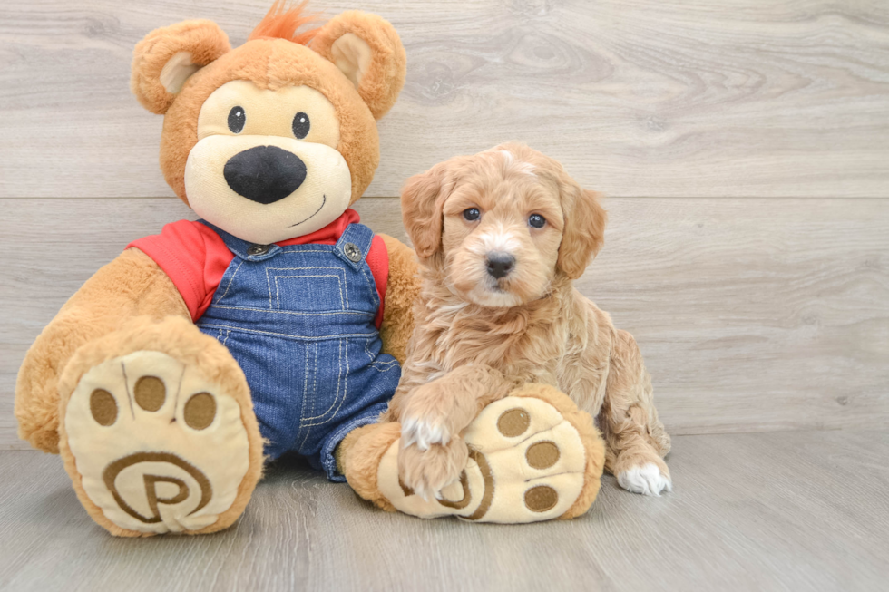 Popular Mini Goldendoodle Poodle Mix Pup