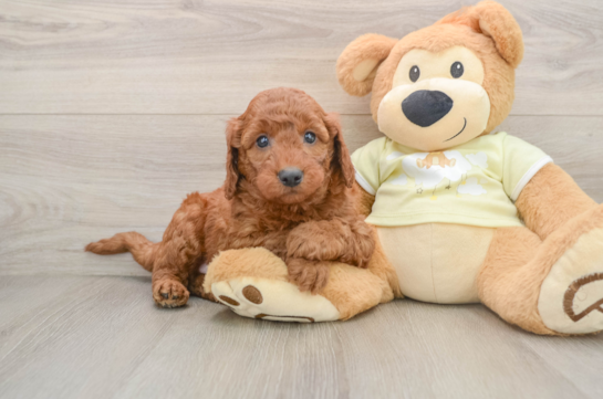 Mini Goldendoodle Pup Being Cute